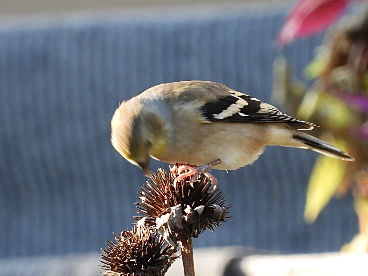 American Goldfinch - ML644572225