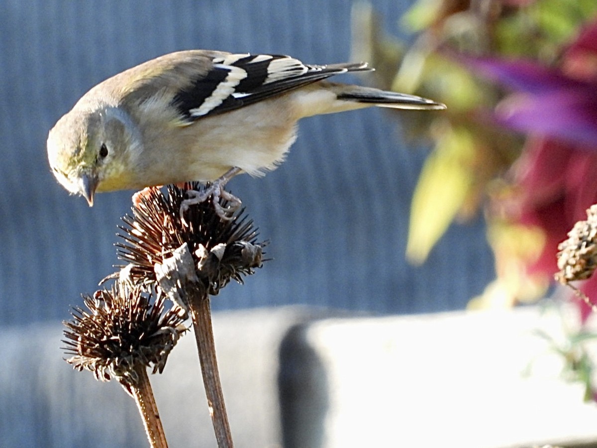 American Goldfinch - ML644572226