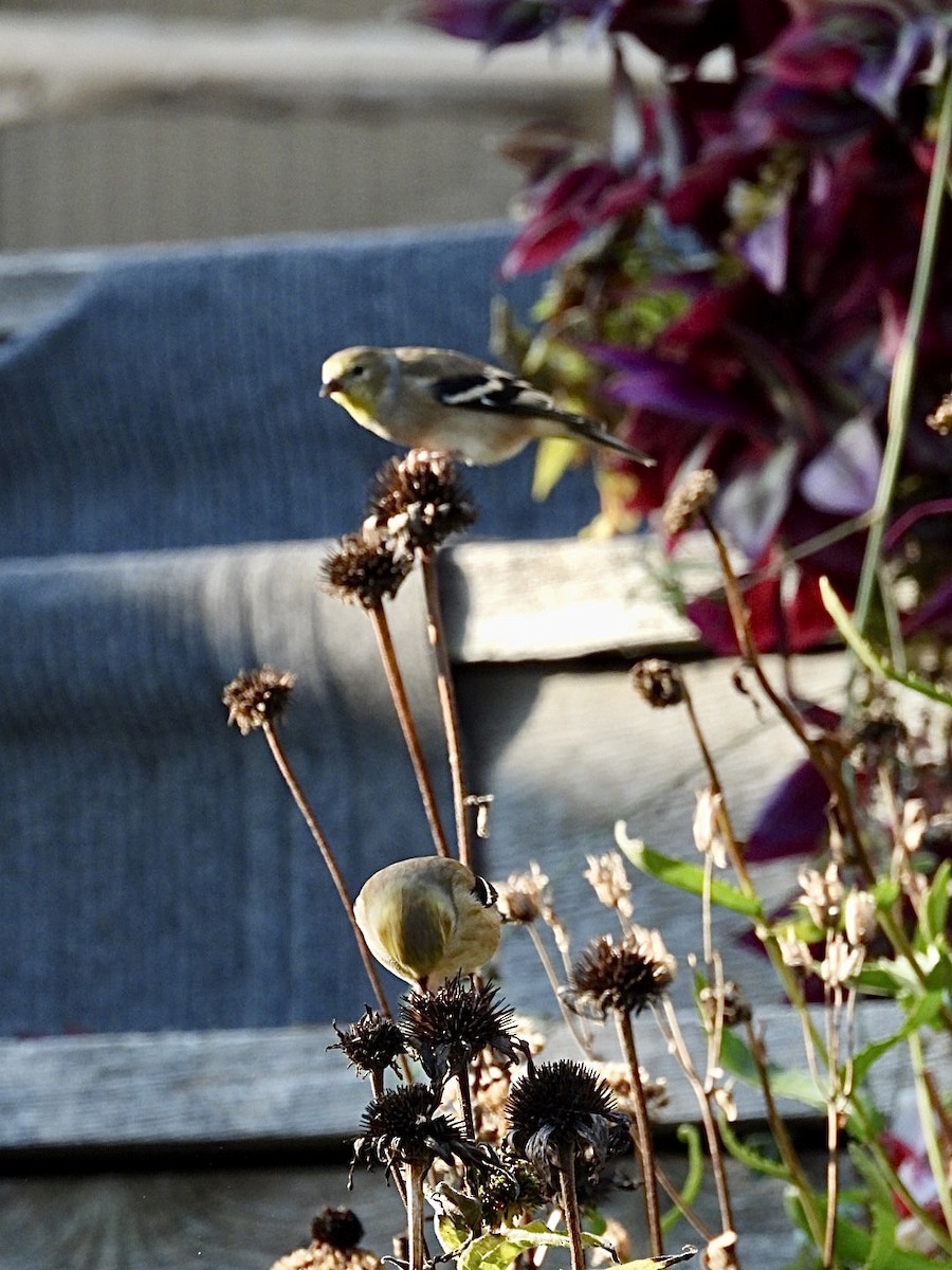 American Goldfinch - ML644572227