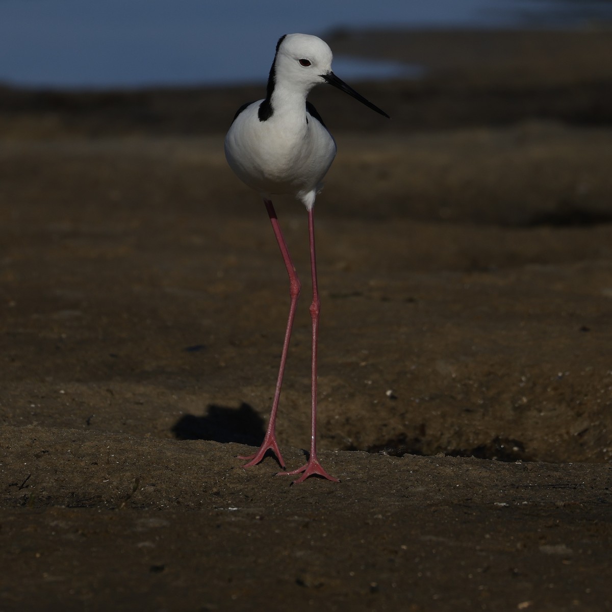 Pied Stilt - ML644572228