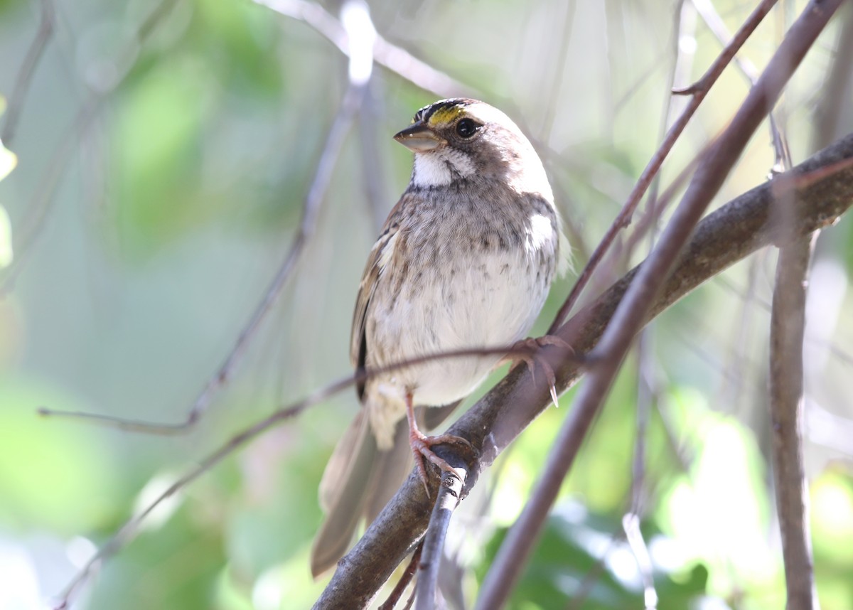 White-throated Sparrow - ML644572229