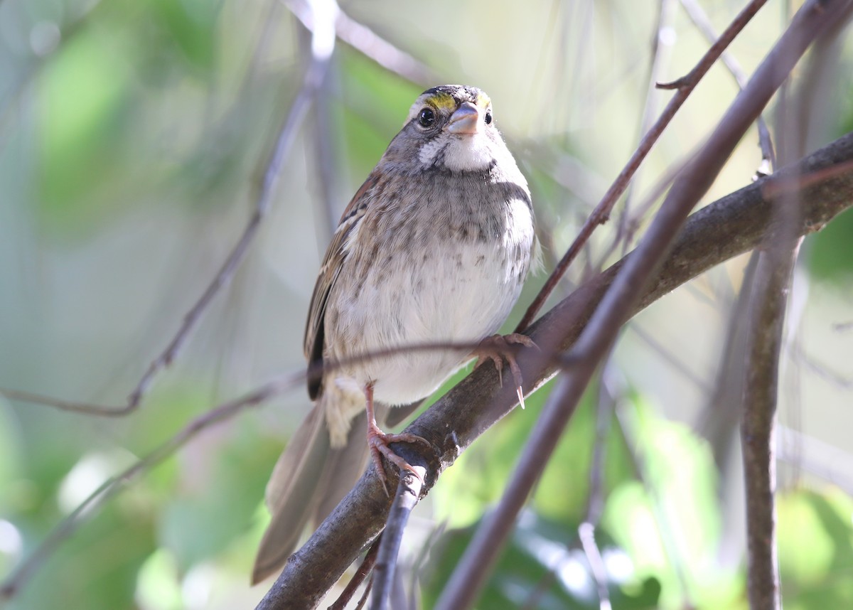 White-throated Sparrow - ML644572230
