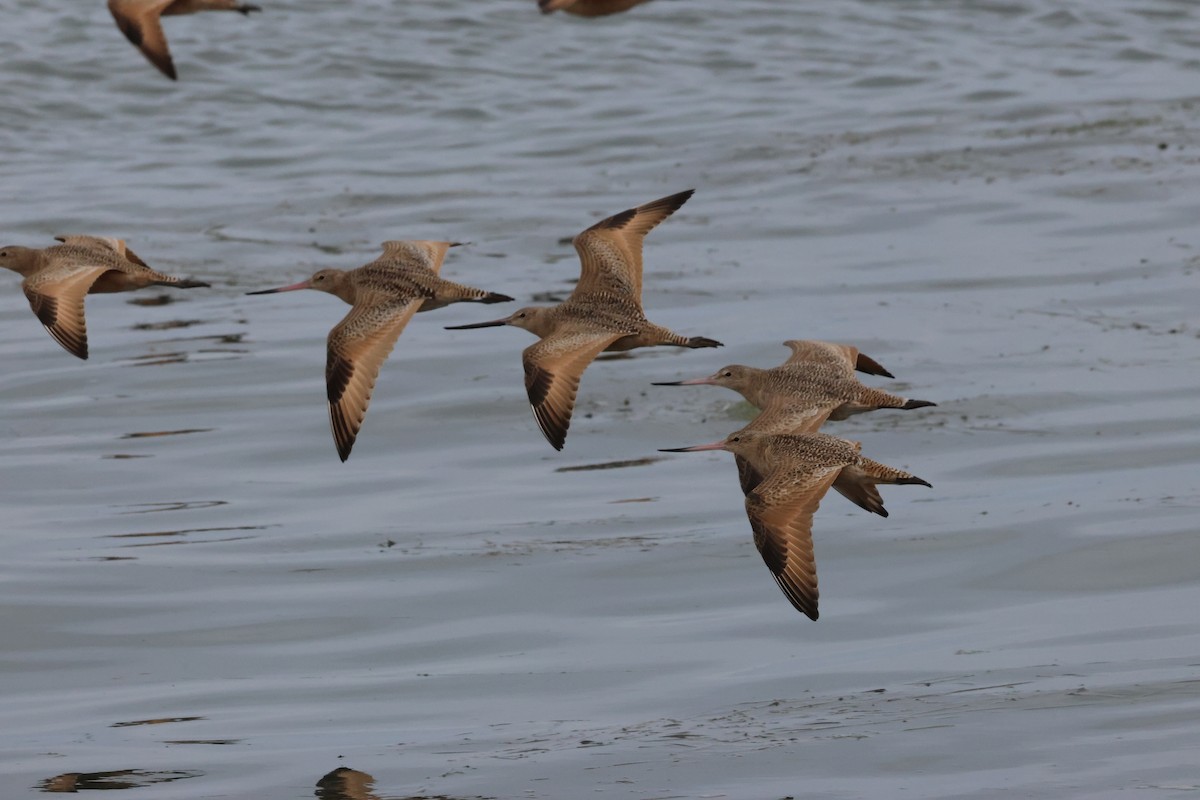Marbled Godwit - ML644572231