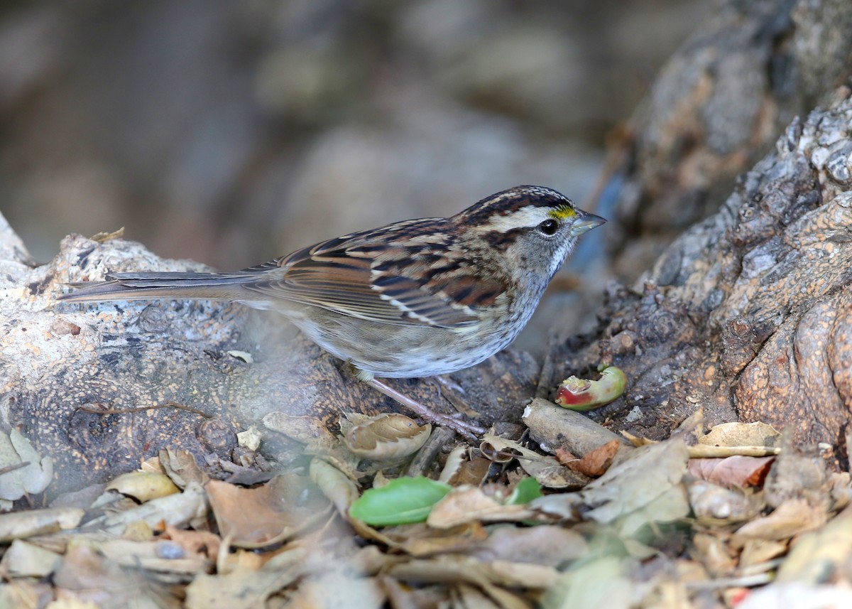 White-throated Sparrow - ML644572232