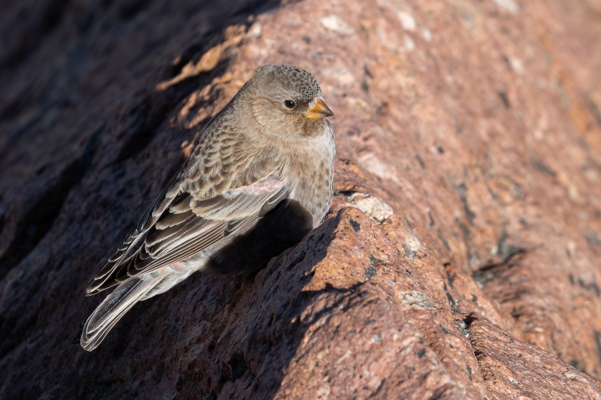 Brown-capped Rosy-Finch - ML644572233