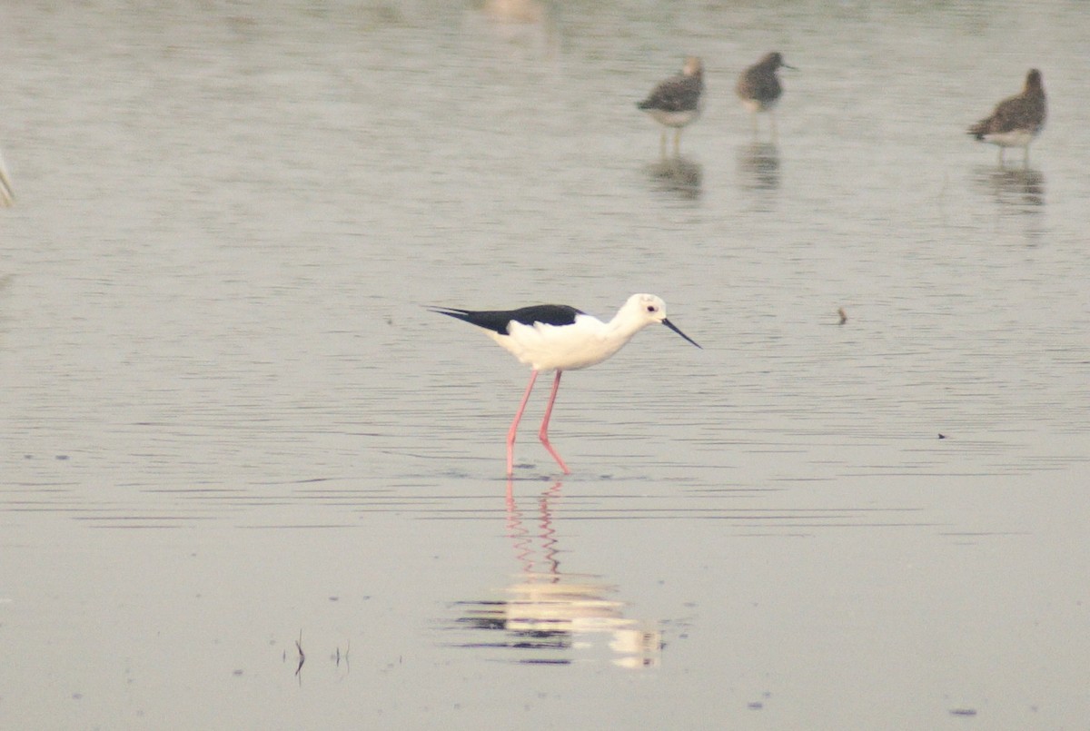 高蹺鴴 - ML644572234