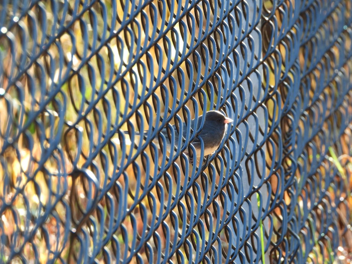 Dark-eyed Junco - ML644572235