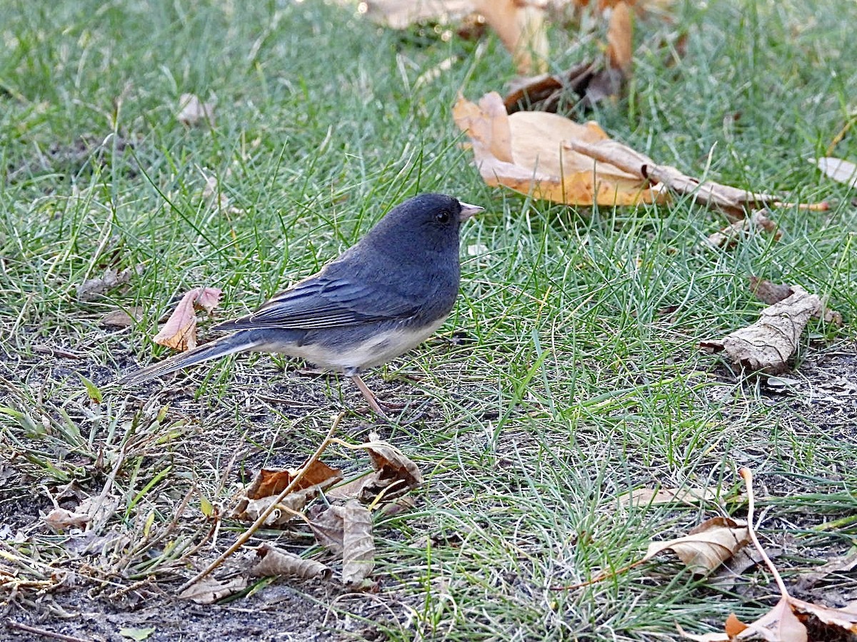 Dark-eyed Junco - ML644572236