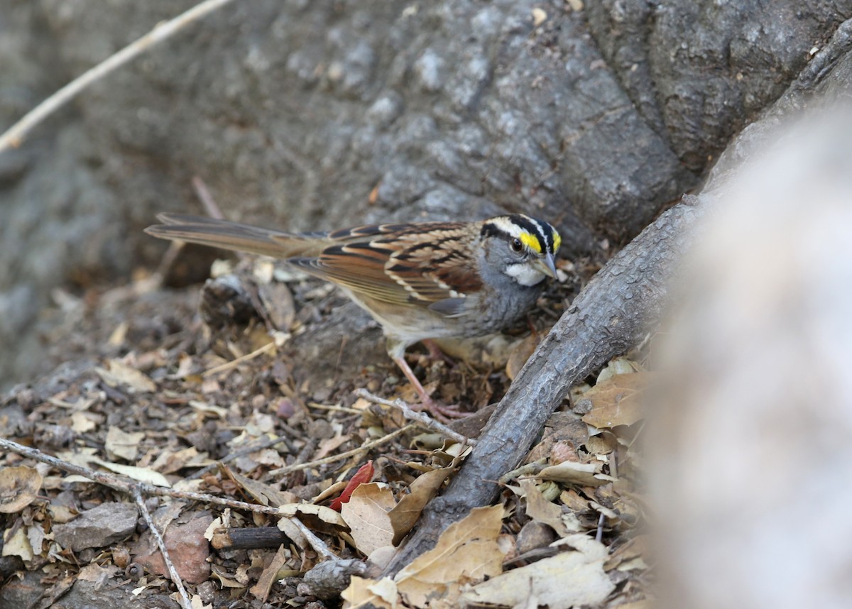 White-throated Sparrow - ML644572238