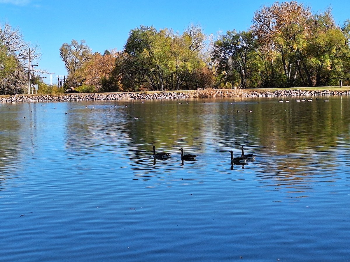 Canada Goose - ML644572239
