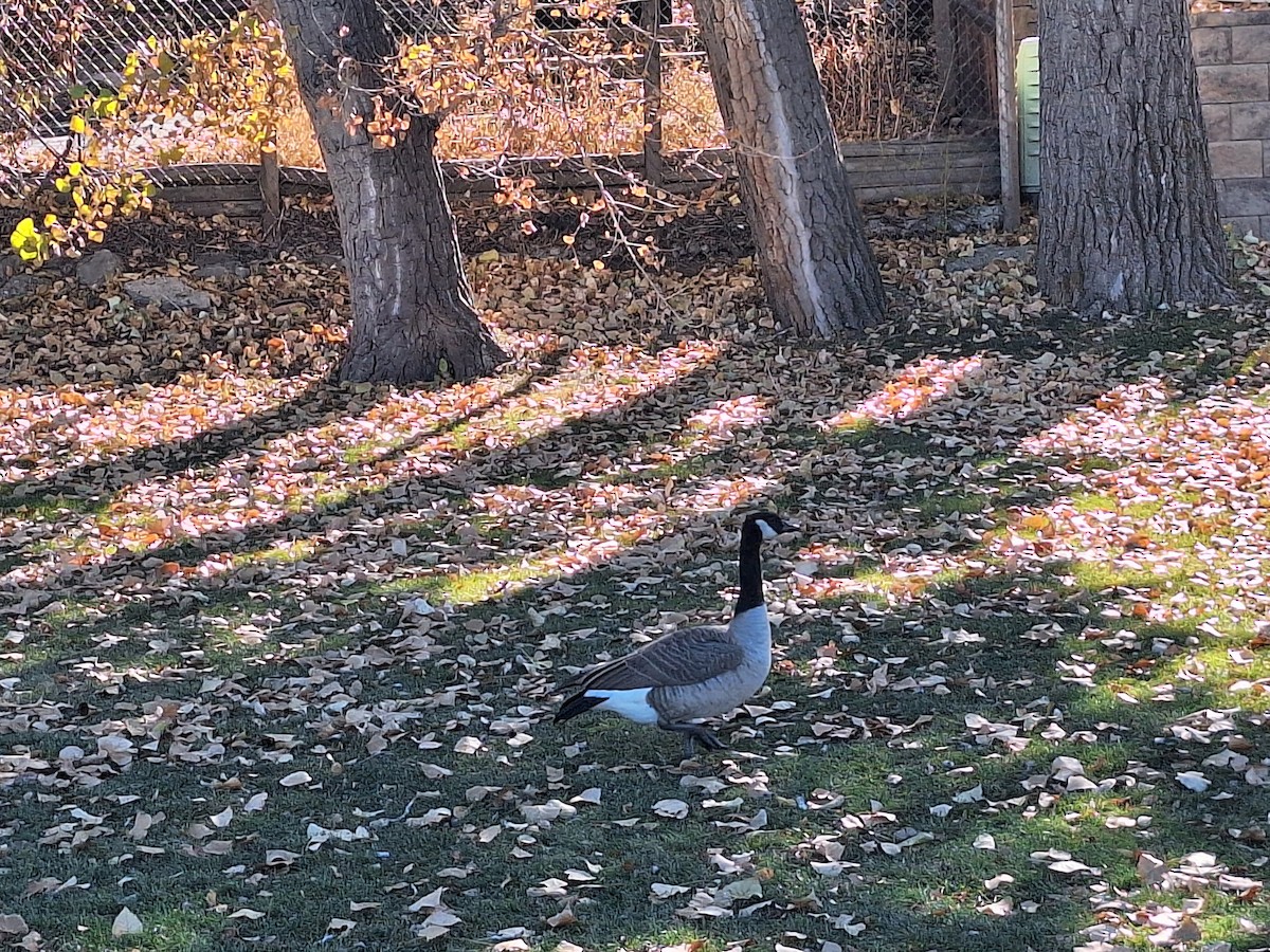 kanadagås - ML644572240