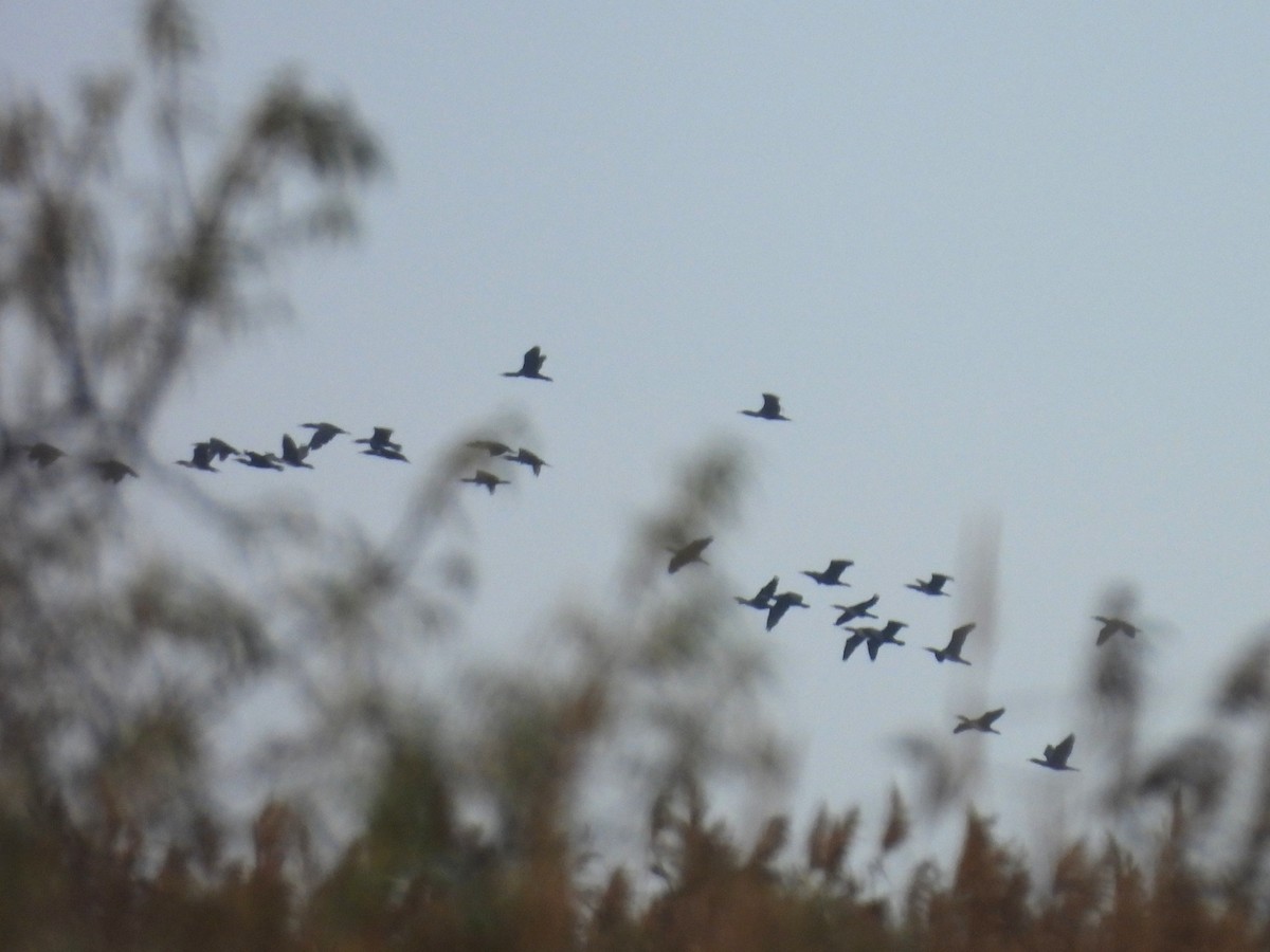 Great Cormorant - ML644572243