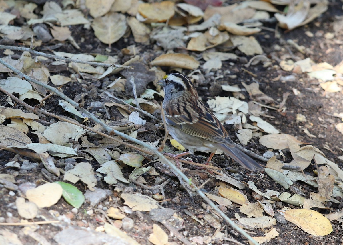 White-throated Sparrow - ML644572244