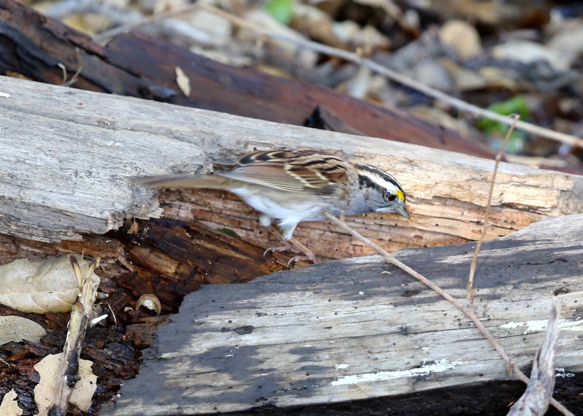 White-throated Sparrow - ML644572245