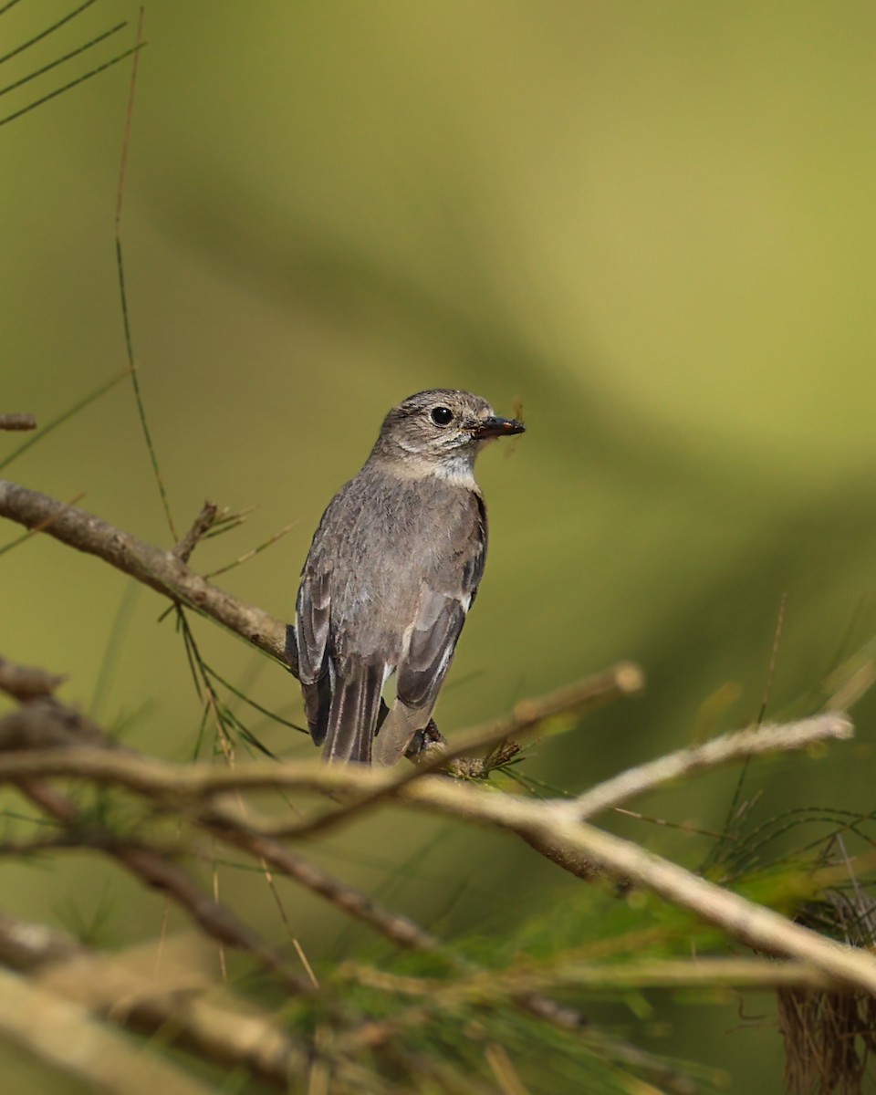 lejsčík ohnivý - ML644572246