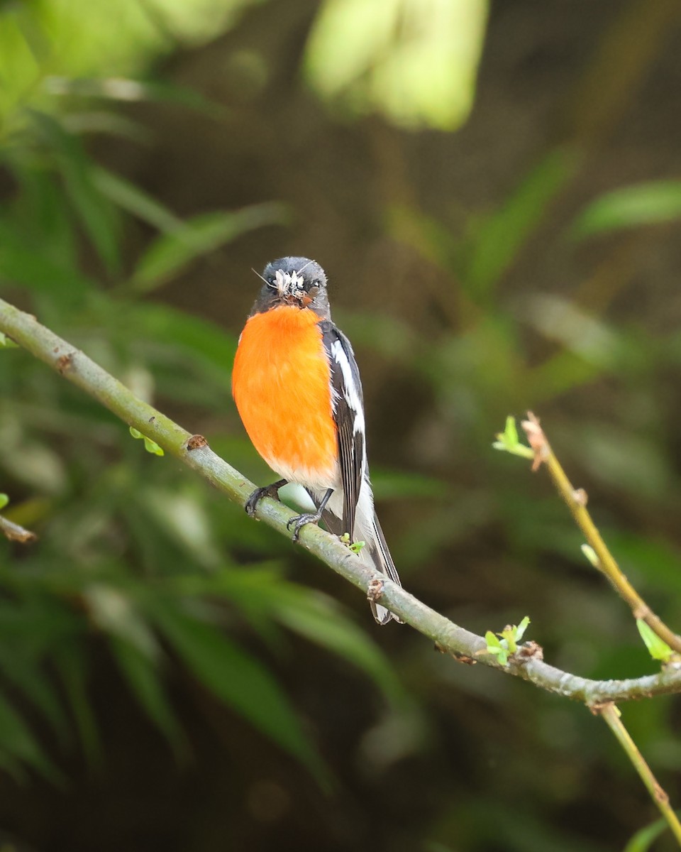 lejsčík ohnivý - ML644572247