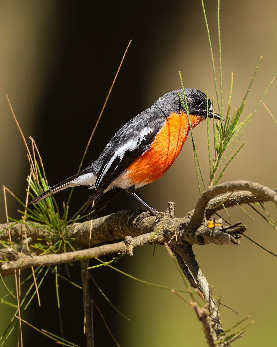 lejsčík ohnivý - ML644572248