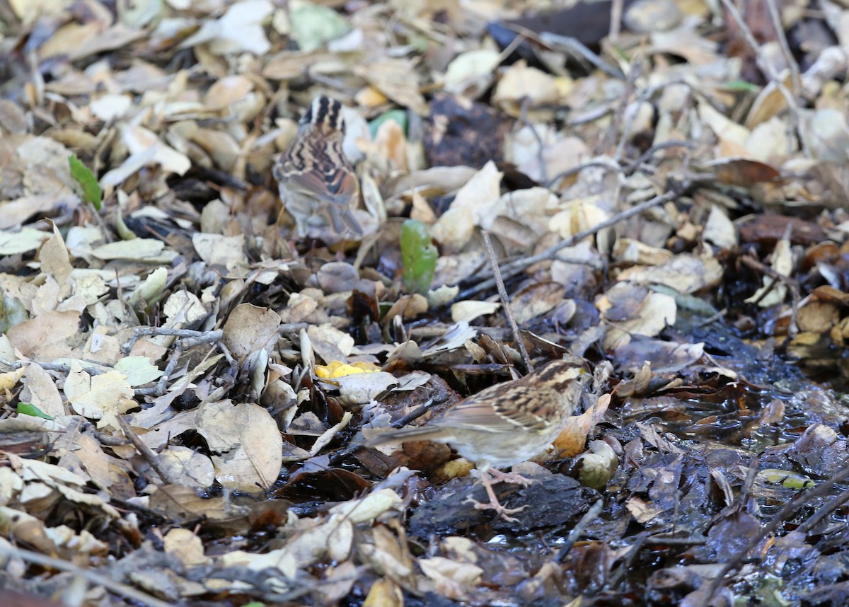White-throated Sparrow - ML644572249