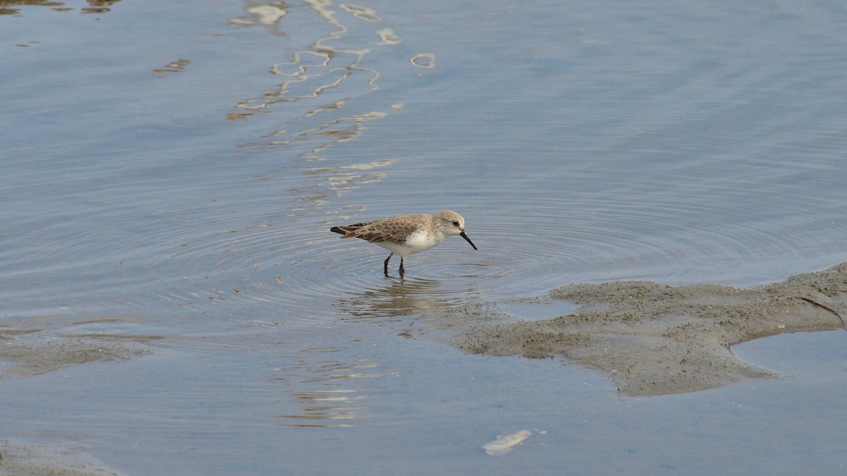 Western Sandpiper - ML644572251