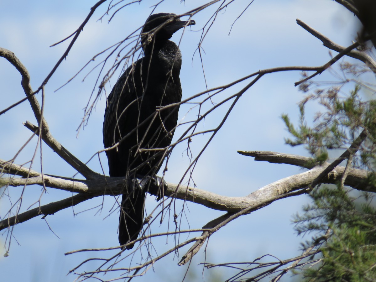 Little Black Cormorant - ML644572254
