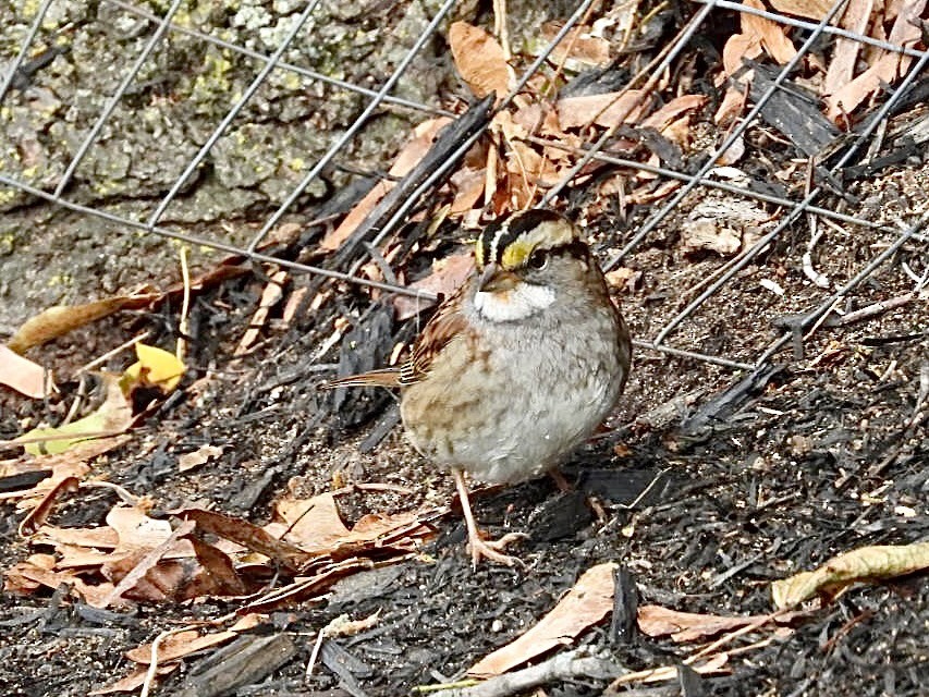 White-throated Sparrow - ML644572255