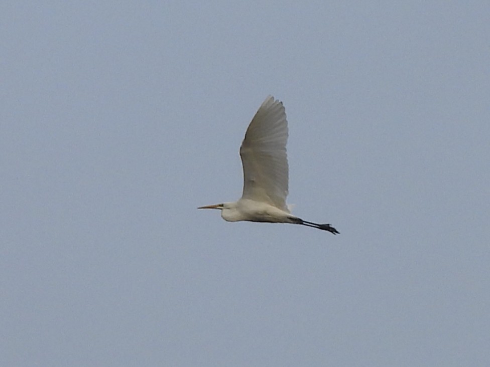 Great Egret - ML644572257