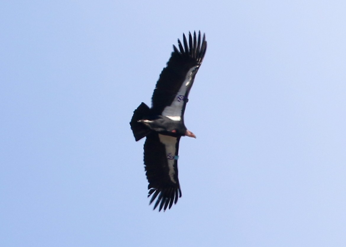 Kalifornienkondor - ML644572258