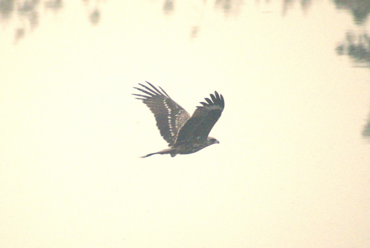 Black Kite - ML644572259