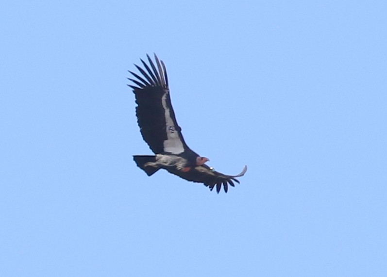 Kalifornienkondor - ML644572260