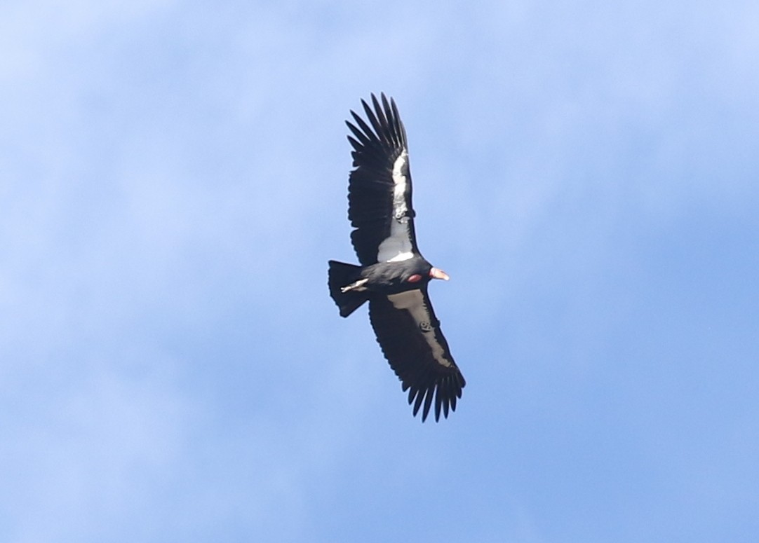 Kalifornienkondor - ML644572261