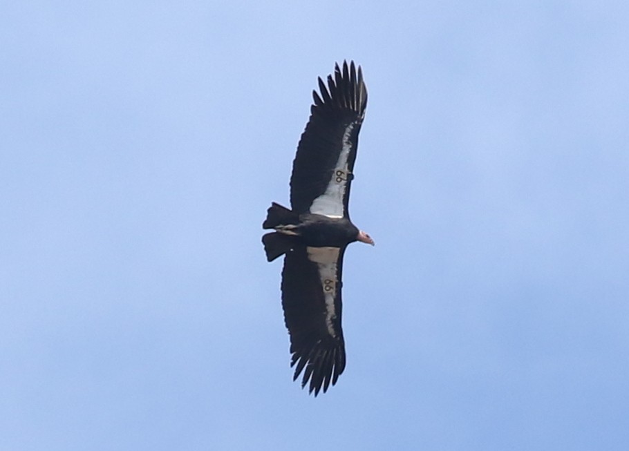 Kalifornienkondor - ML644572263