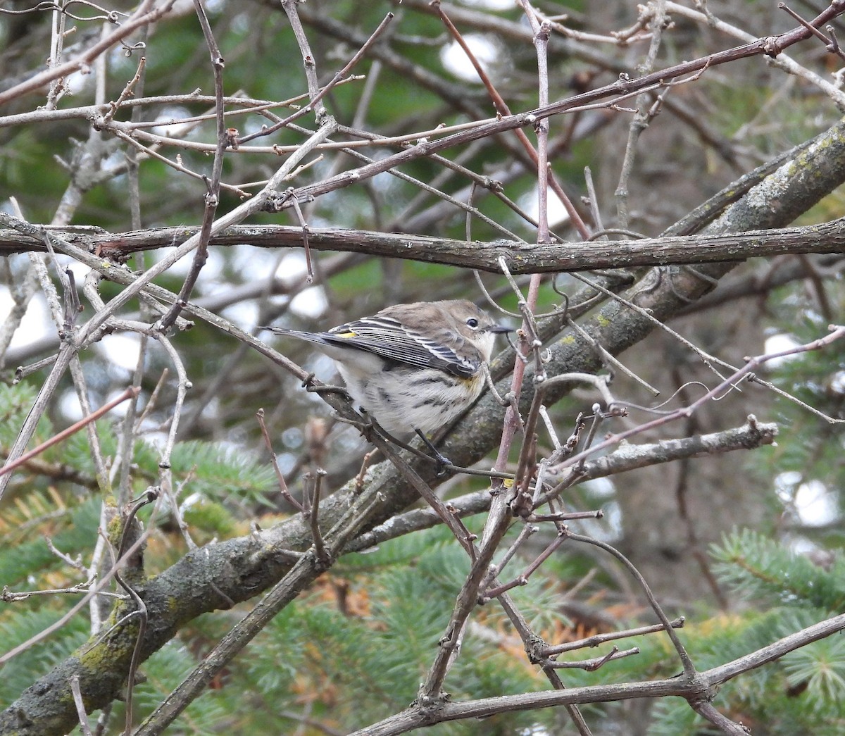 Yellow-rumped Warbler - ML644572264
