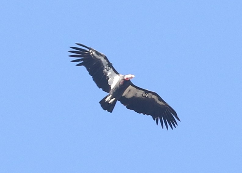 Kalifornienkondor - ML644572266