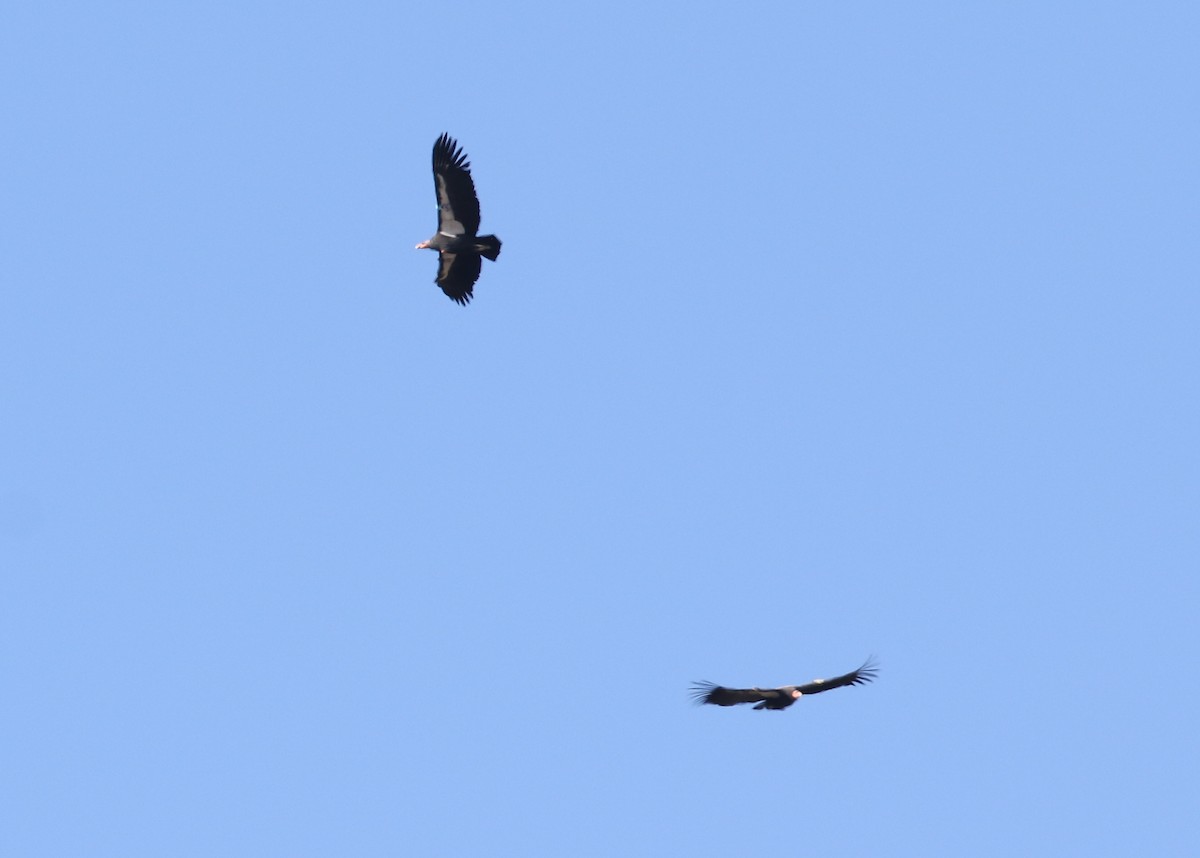 Kalifornienkondor - ML644572267