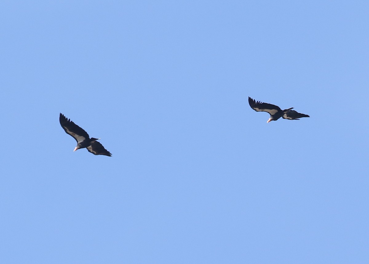 Kalifornienkondor - ML644572269