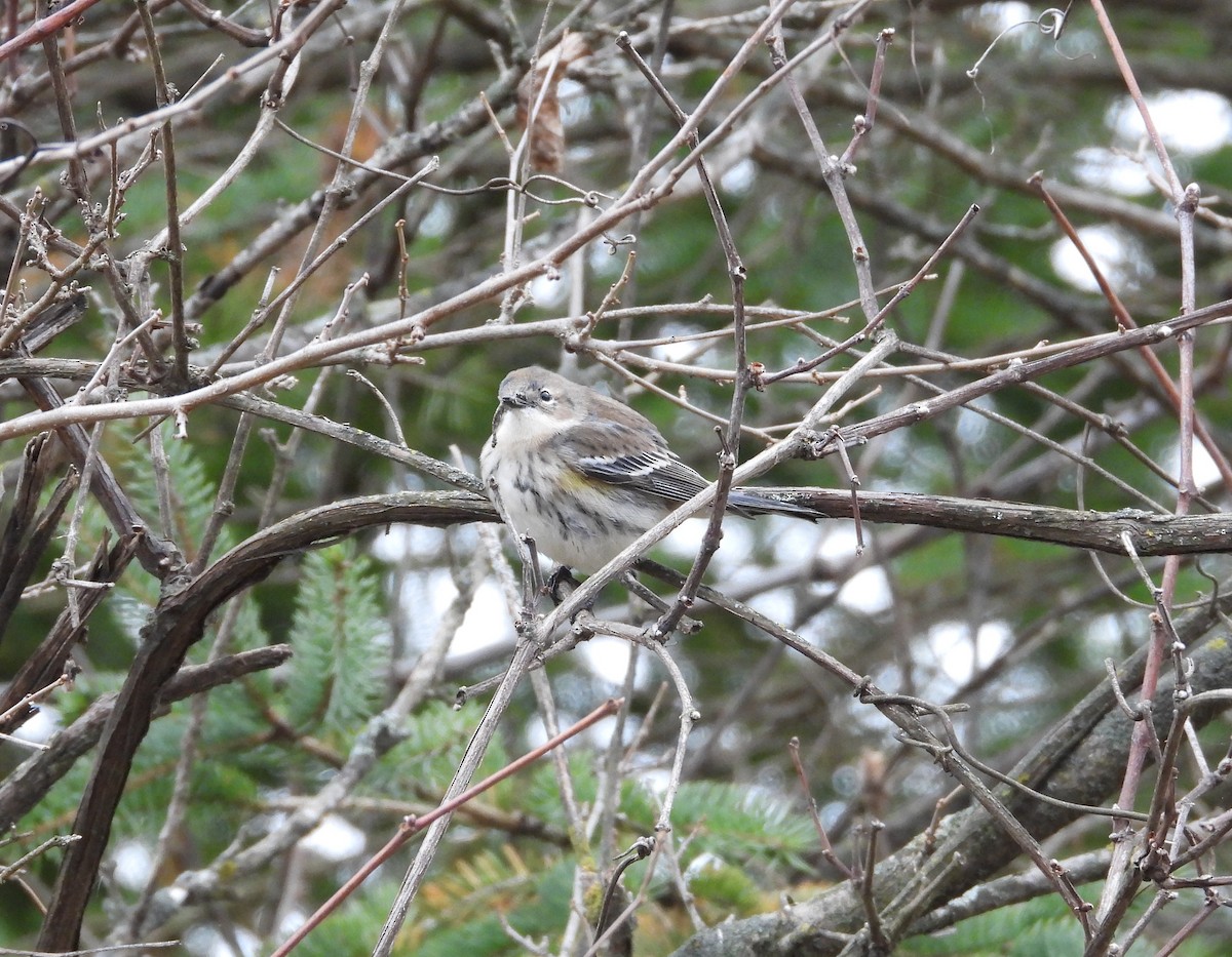 Yellow-rumped Warbler - ML644572270