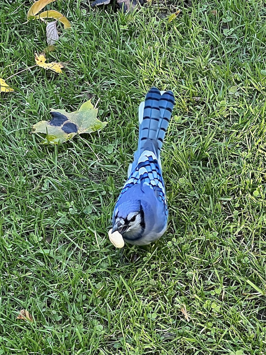 Blue Jay - ML644572271