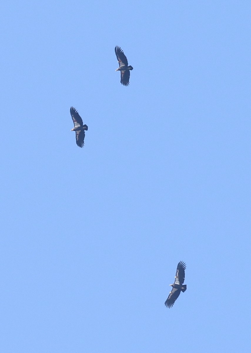 Kalifornienkondor - ML644572272