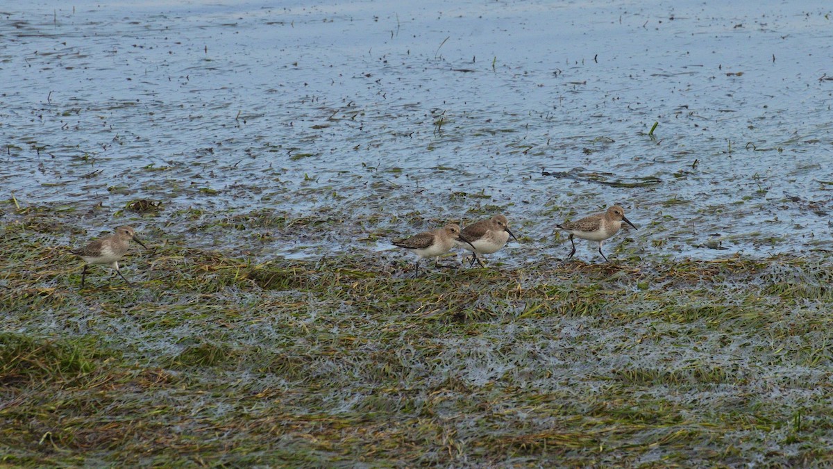 Dunlin - ML644572295