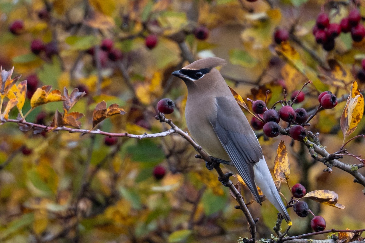 ヒメレンジャク - ML644572302