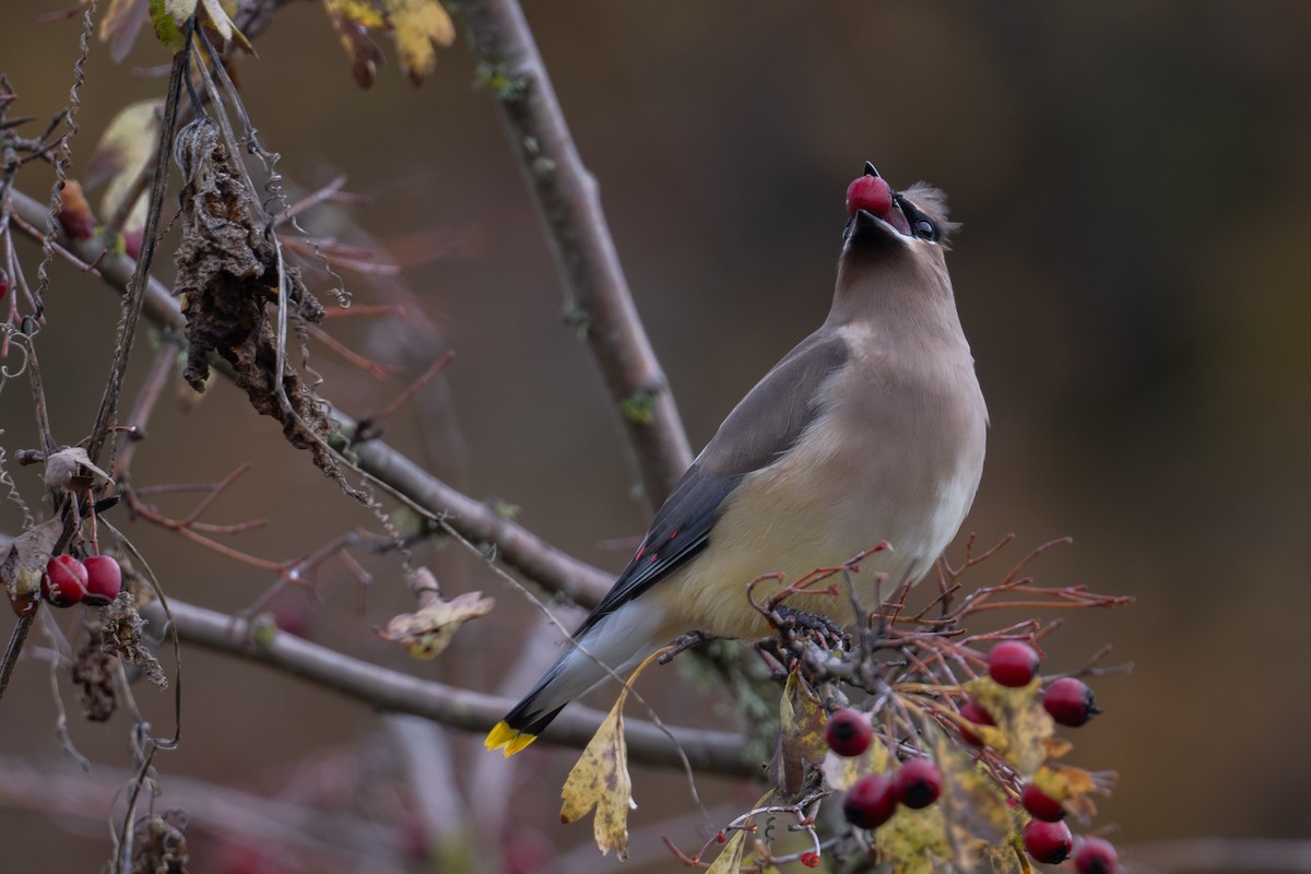 ヒメレンジャク - ML644572303