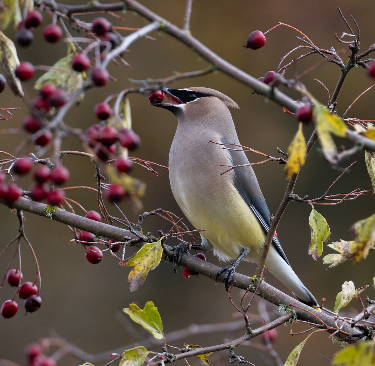 ヒメレンジャク - ML644572304