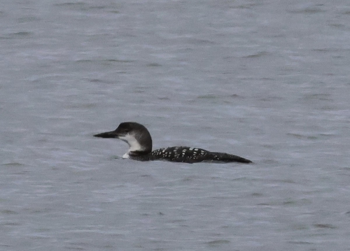 Plongeon catmarin - ML644572308