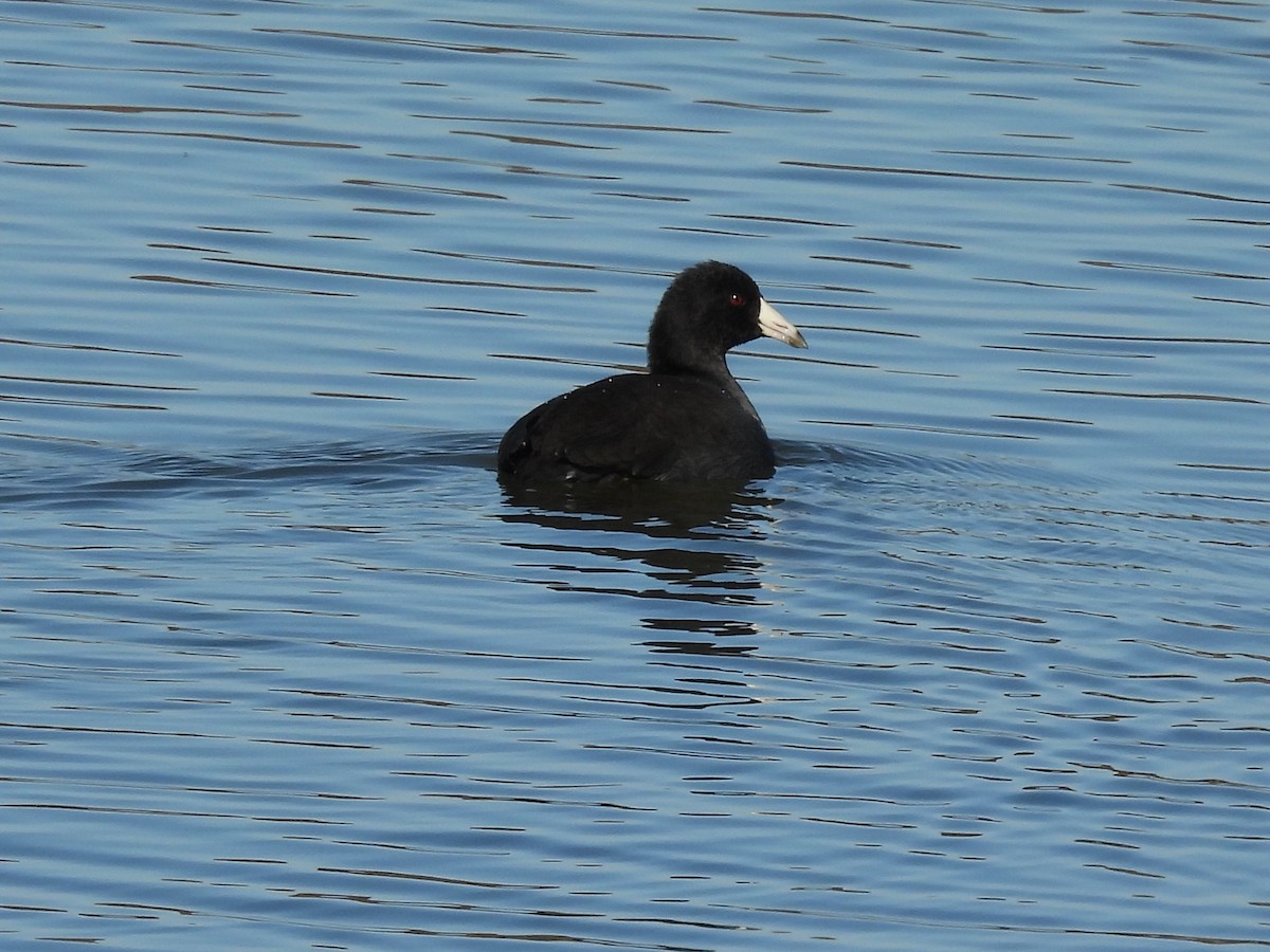 American Coot - ML644572309