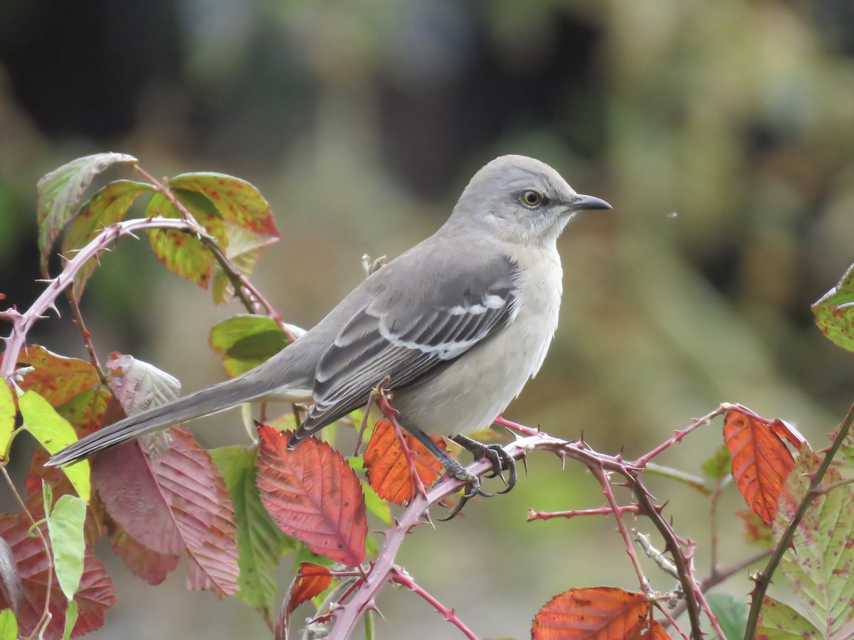Пересмішник багатоголосий - ML644572310