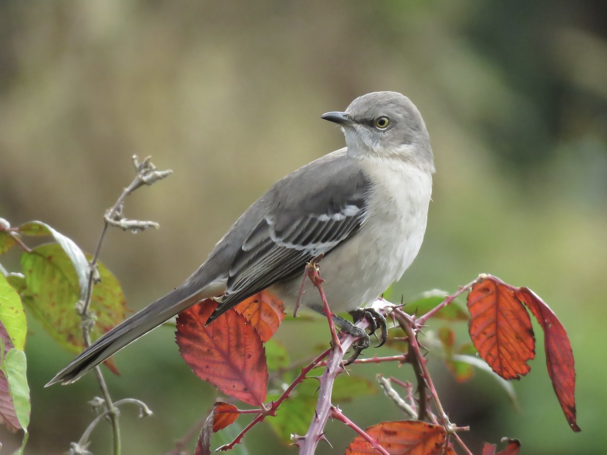 Пересмішник багатоголосий - ML644572311