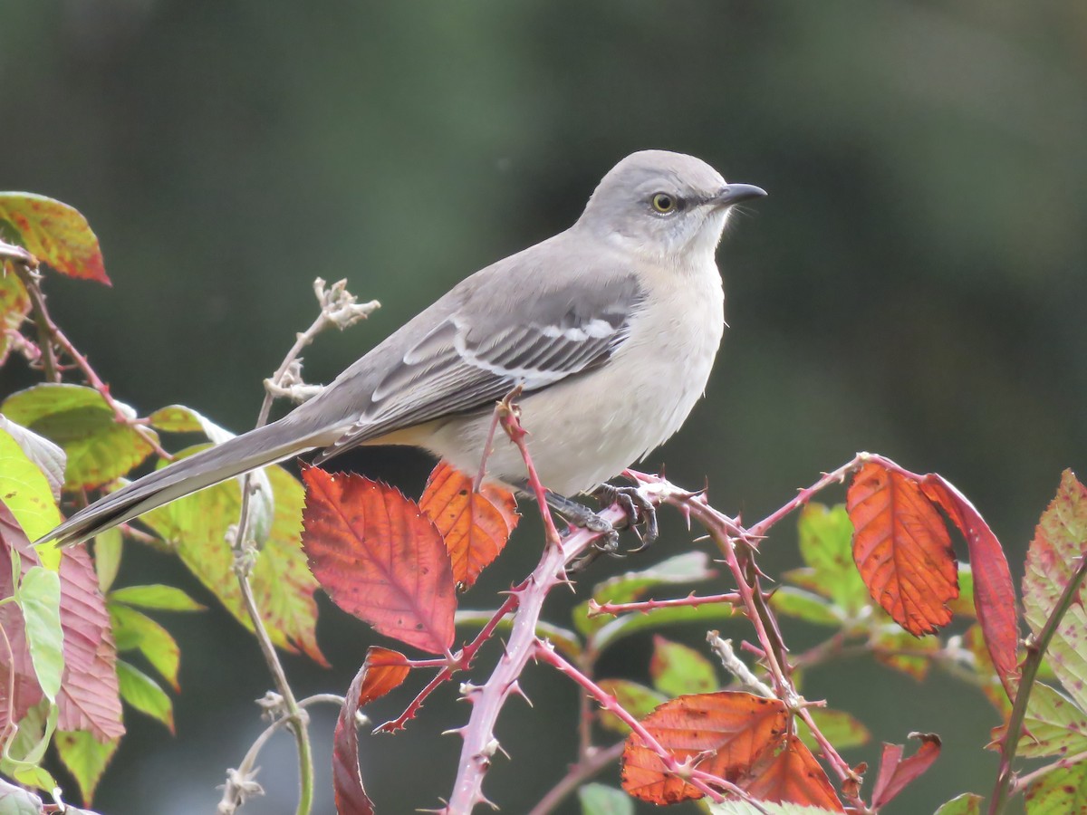 Пересмішник багатоголосий - ML644572312