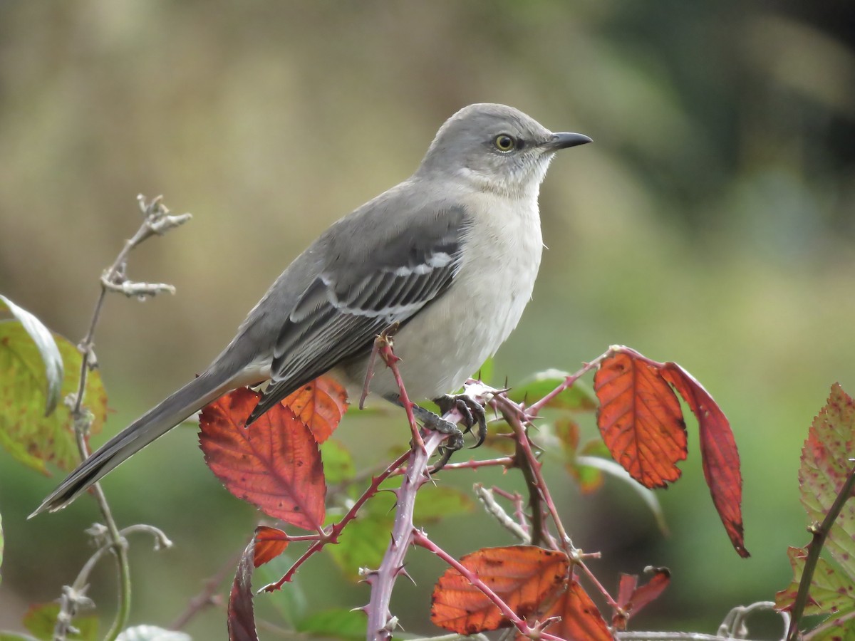 Пересмішник багатоголосий - ML644572313