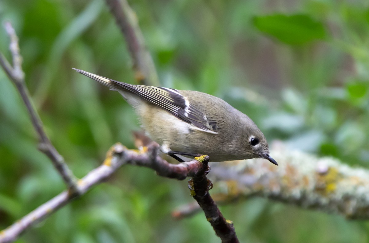 Золотомушка рубіновочуба - ML644572315