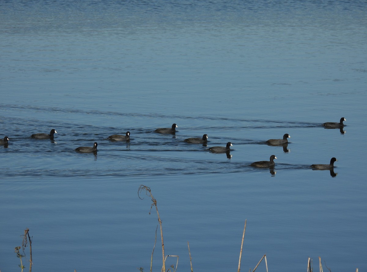 American Coot - ML644572319